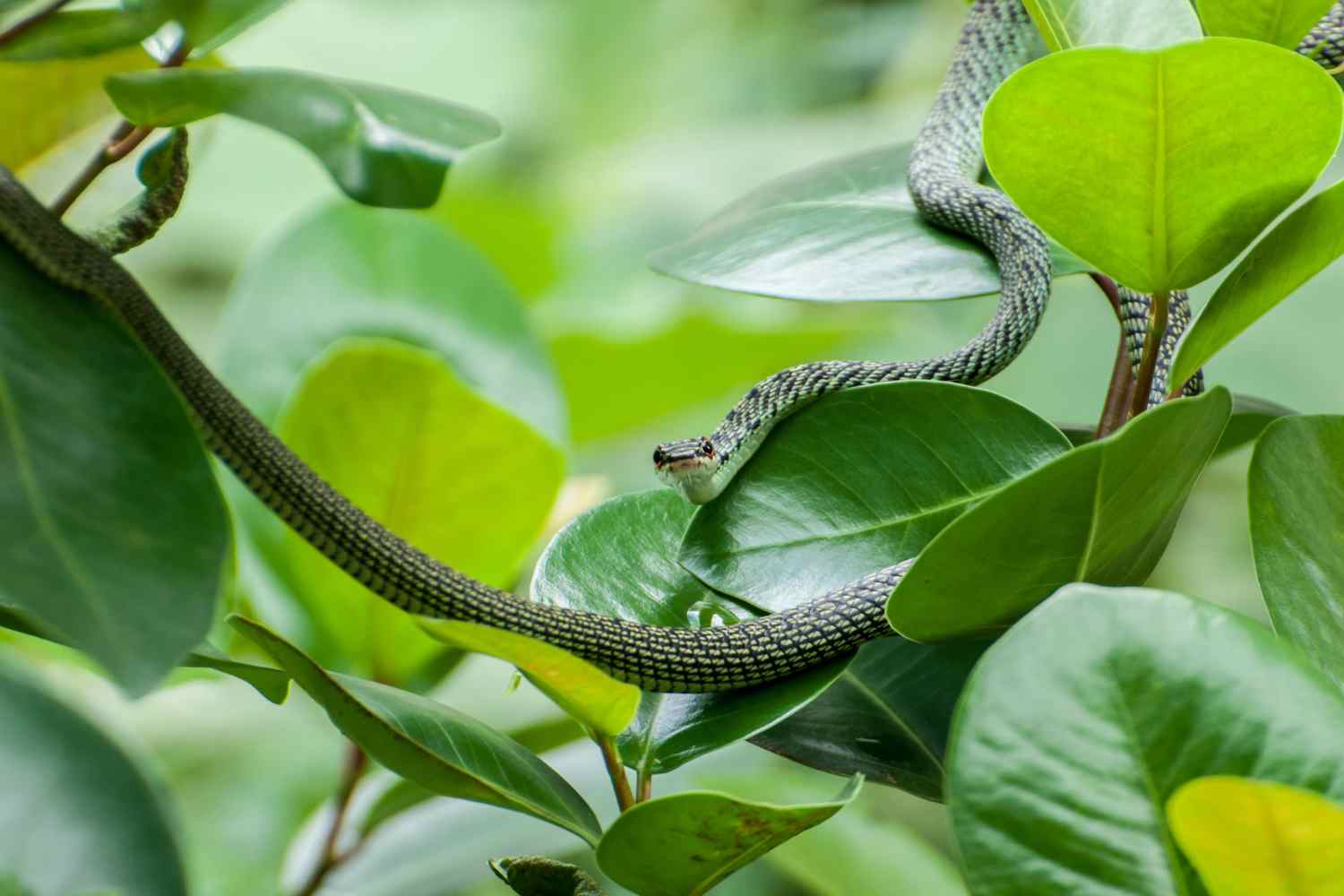 Chrysopelea paradisi