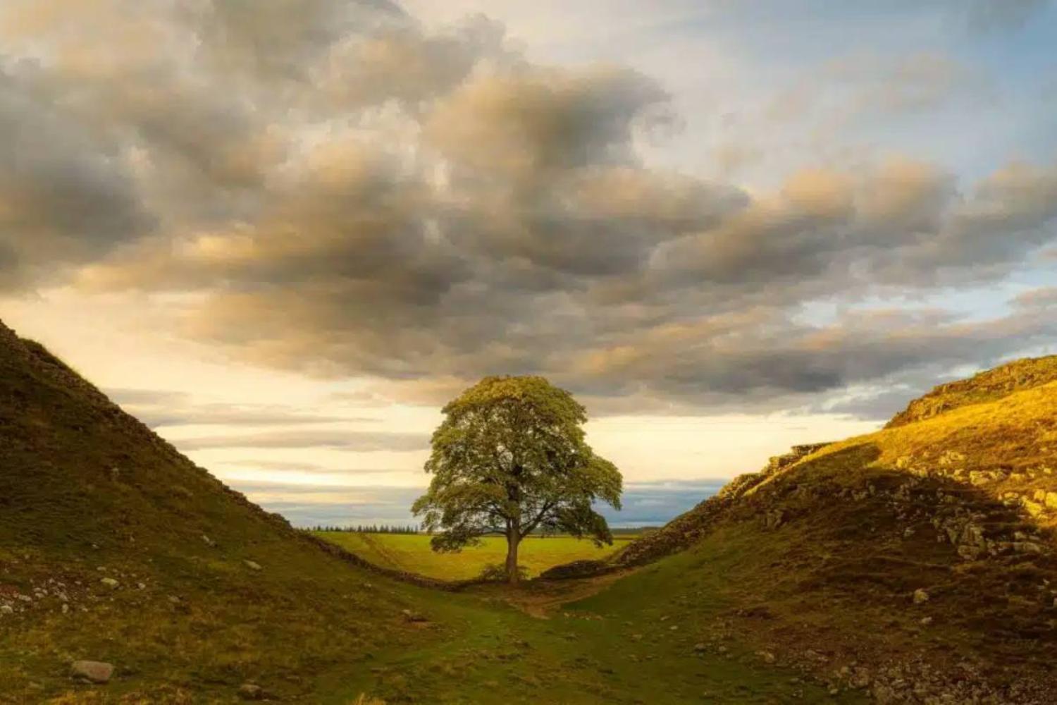 Sycamore Gap Tree