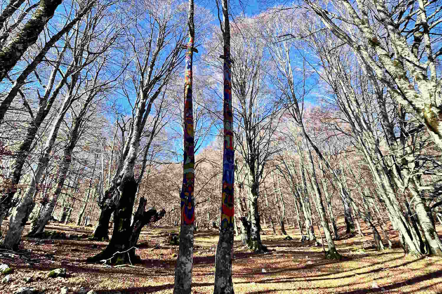 Faggeta Vetusta di Pescasseroli parco abruzzo