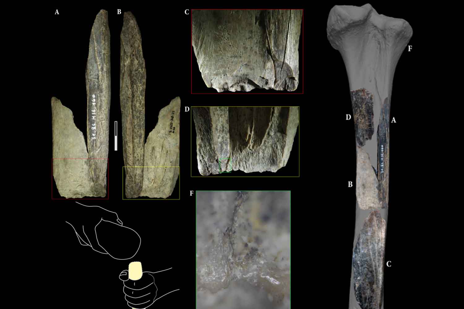 coltellino svizzero preistorico
