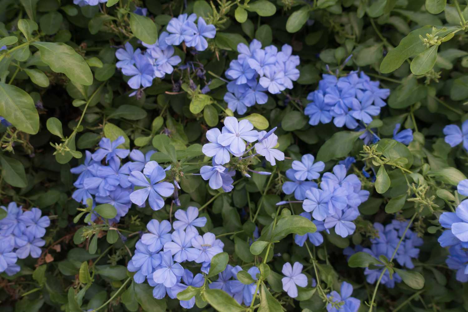 plumbago