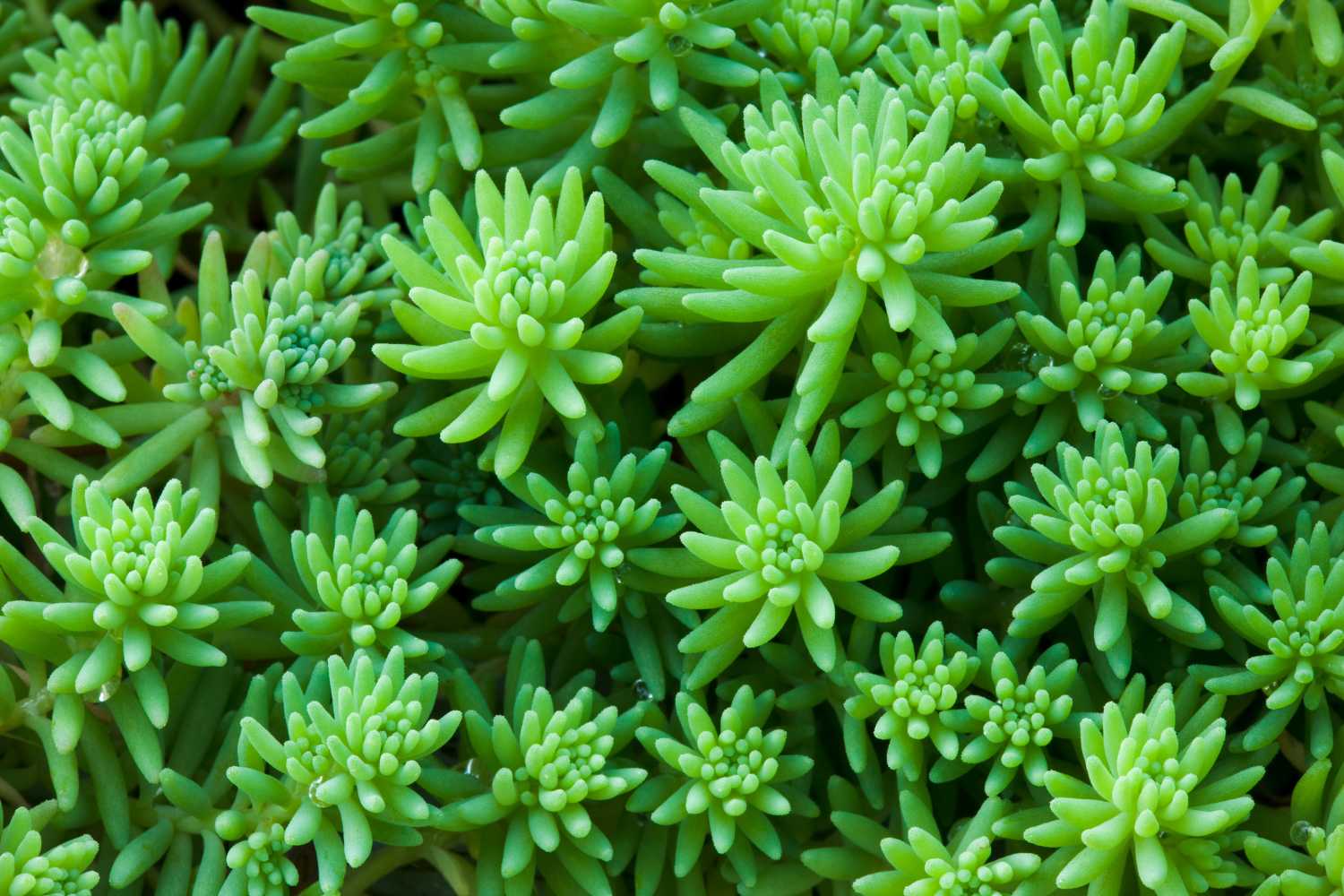 sedum