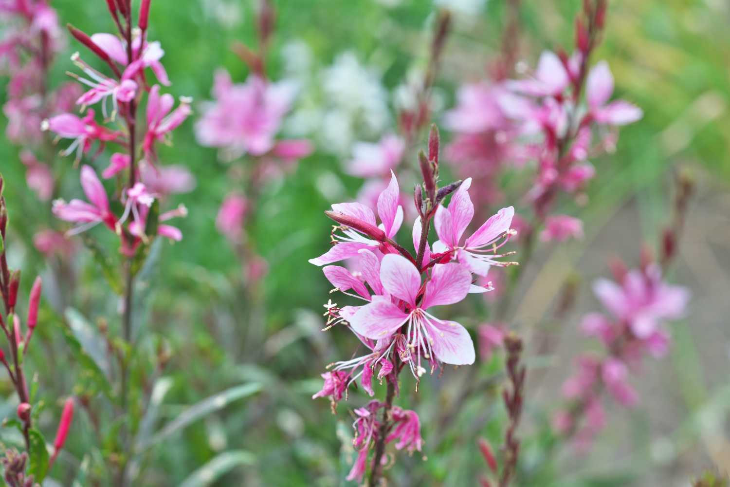 gaura