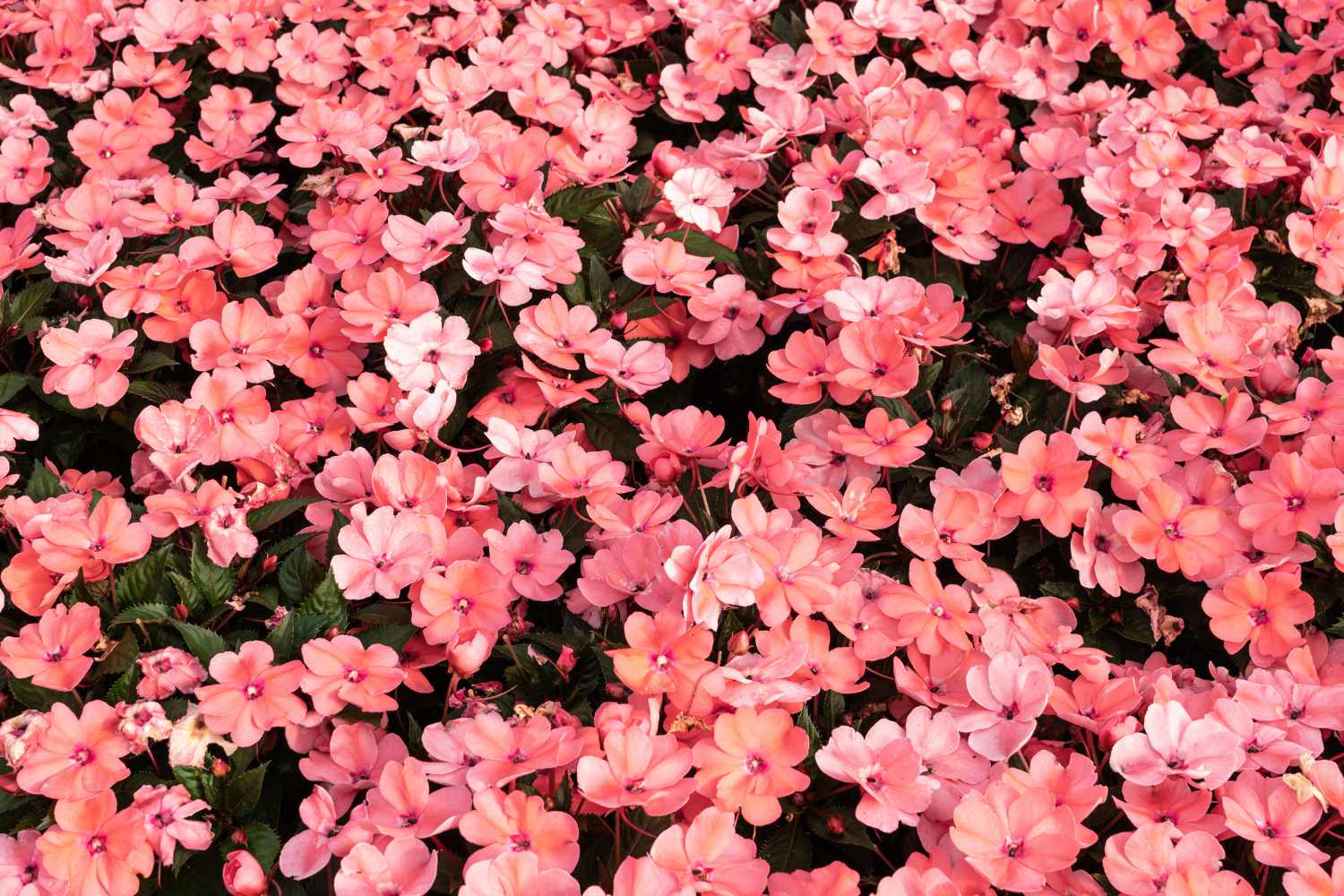 Impatiens Walleriana 3