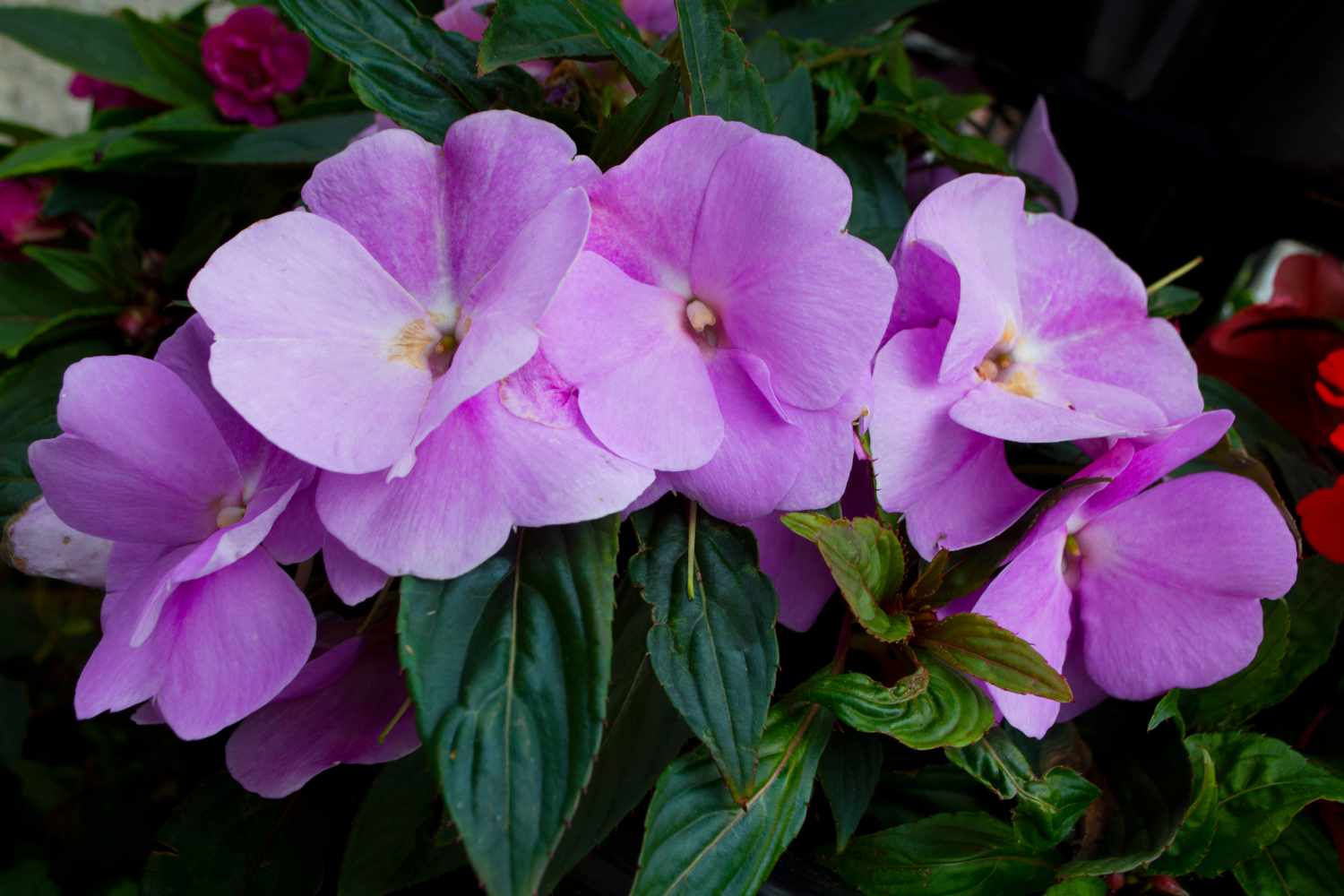 impatiens walleriana