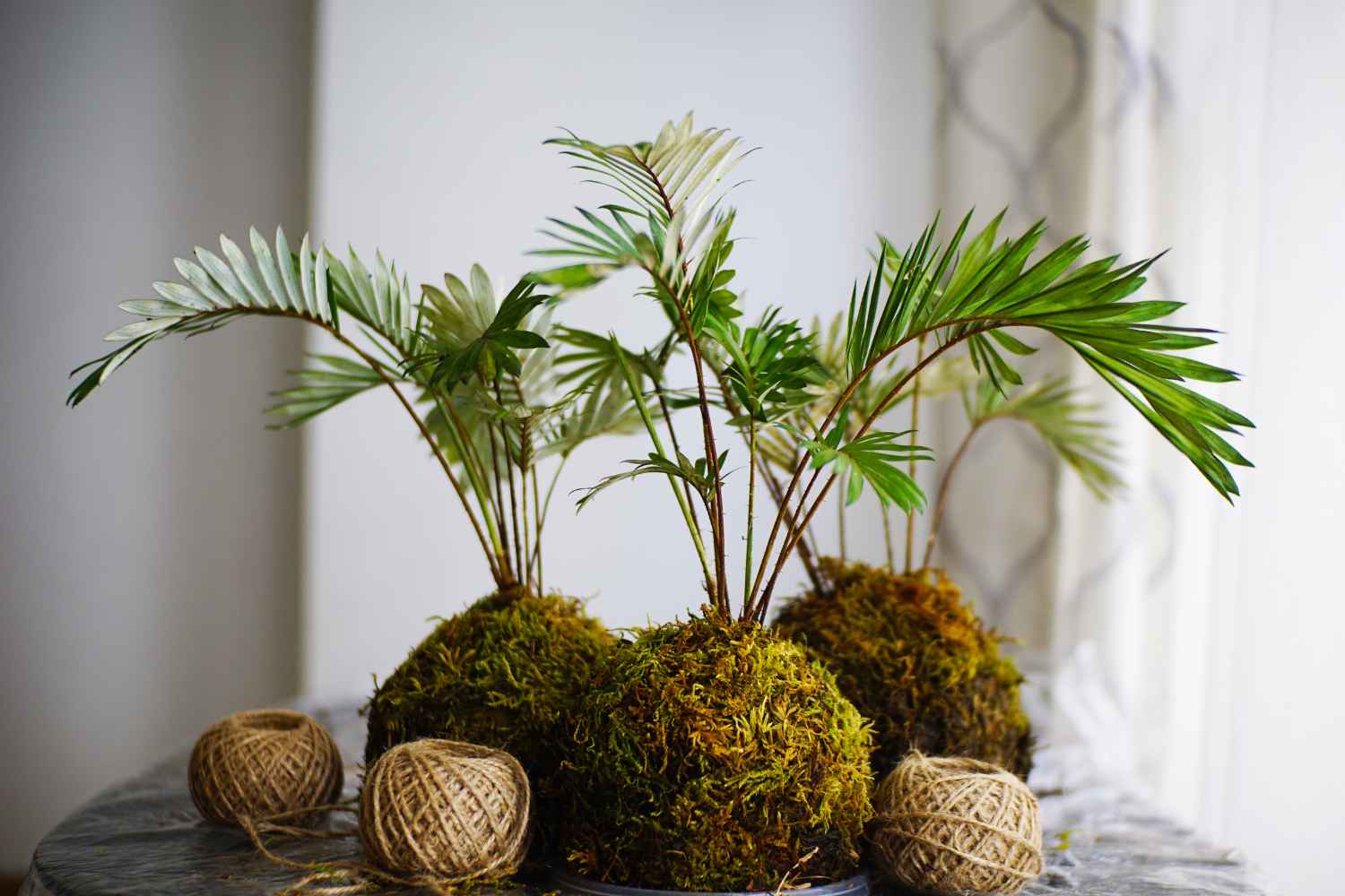 piante giapponese kokedama (1)