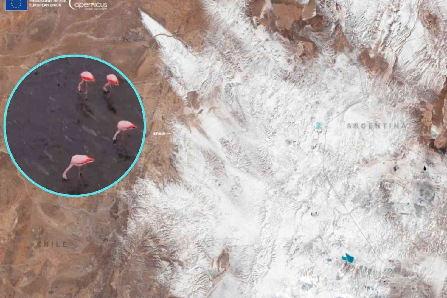 neve_Sudamerica_fenicotteri