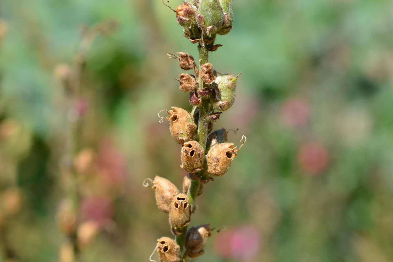 snapdragon seeds