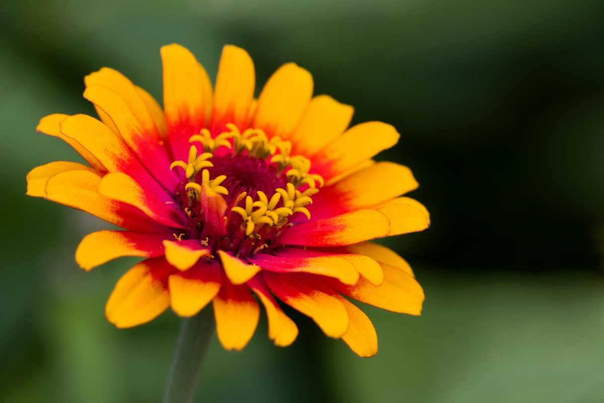 zinnia