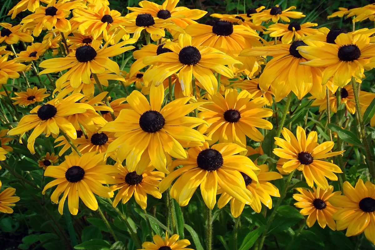 Rudbeckia