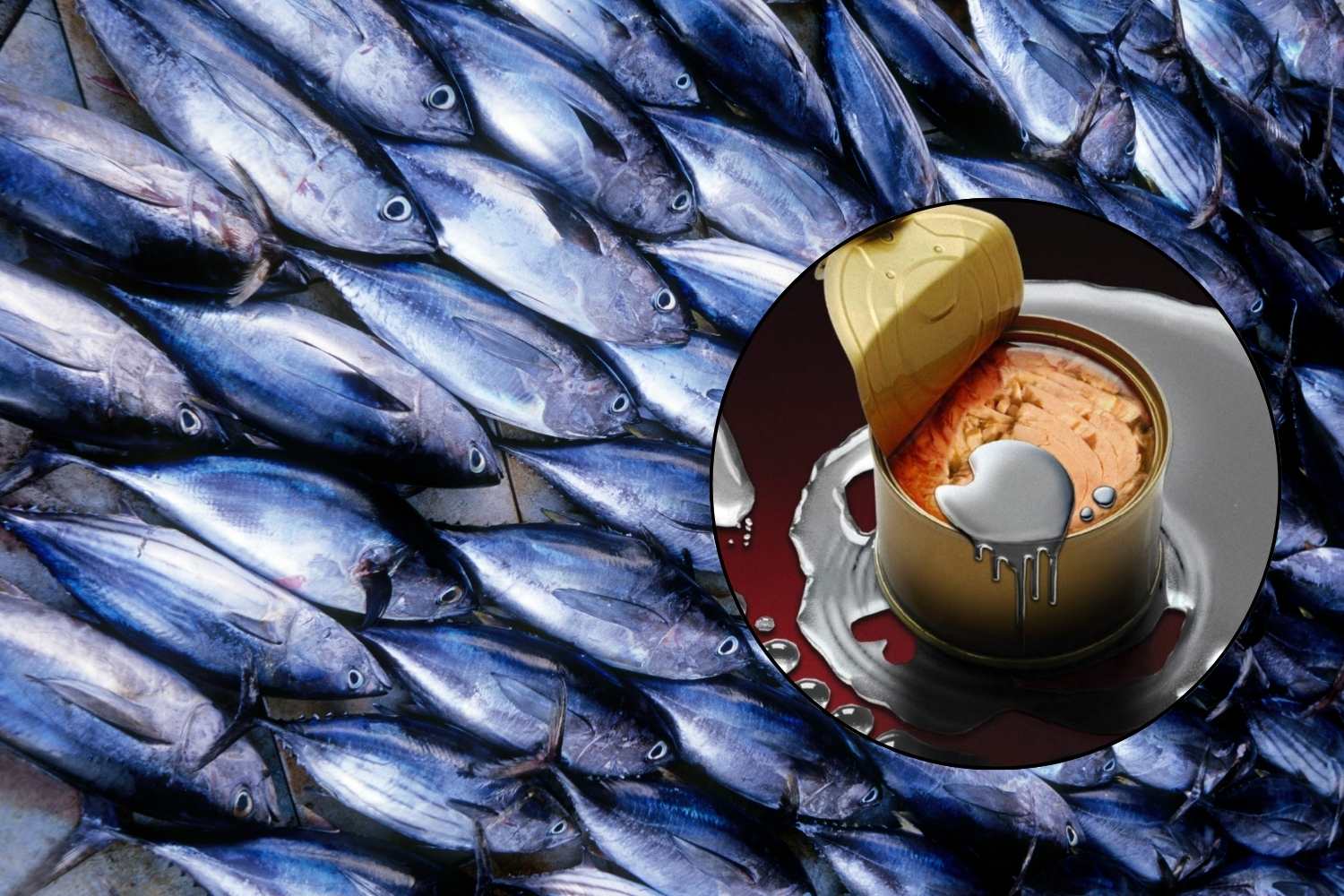 scatolette tonno mercurio