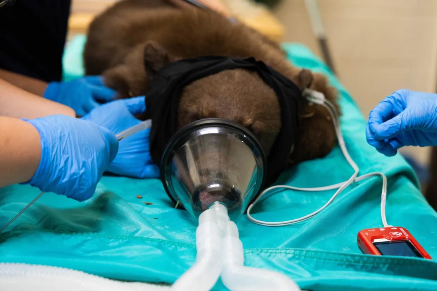 Cucciola orsa soppressa