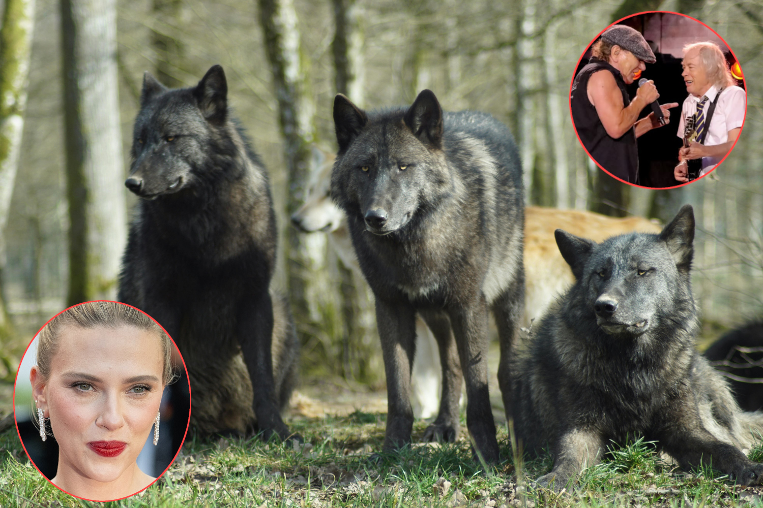 Scarlett Johansson e ACDC contro lupi