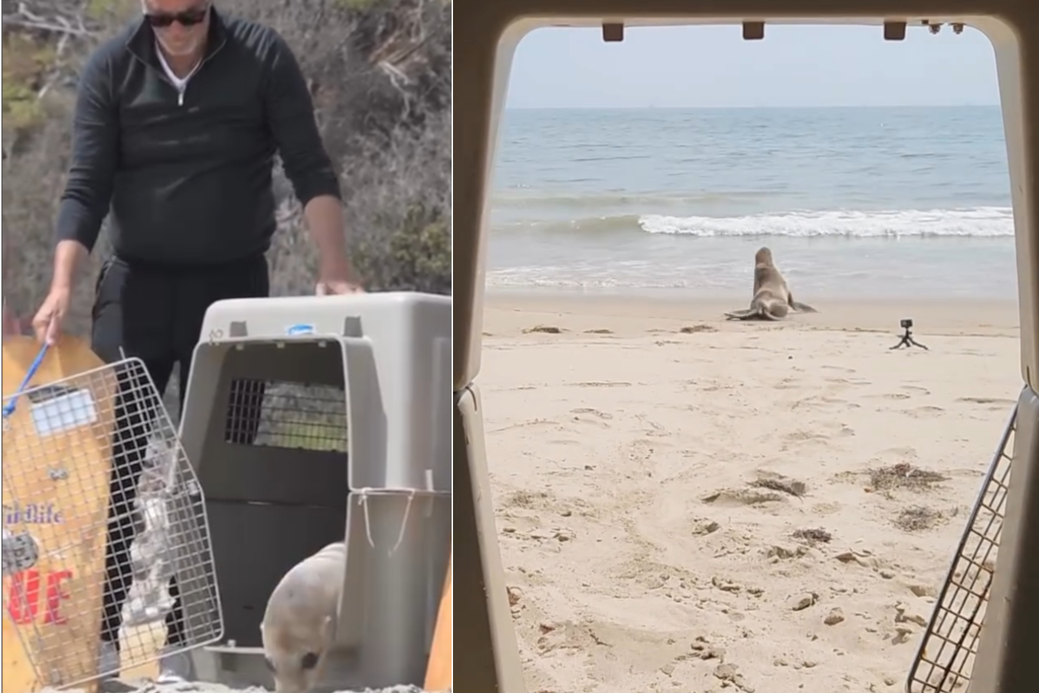 Costner leone marino