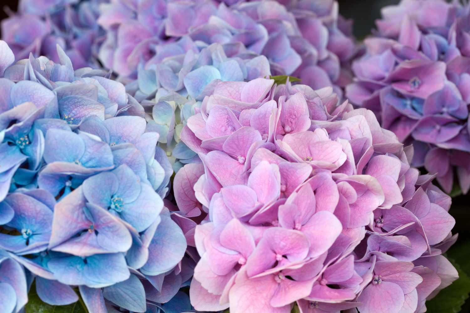 hydrangea