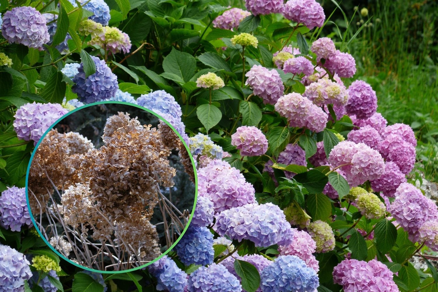 Ortensia burned by the sun? The trick of expert gardeners works!