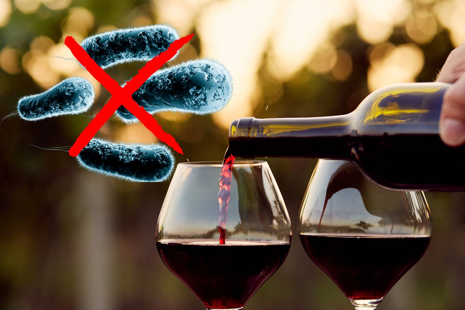 vino rosso batteri