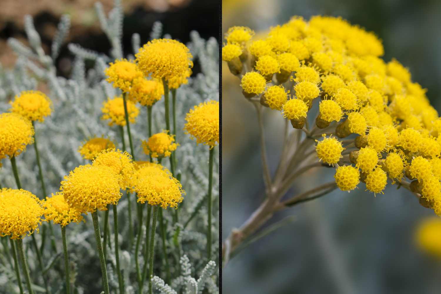 santolina - elicrisio