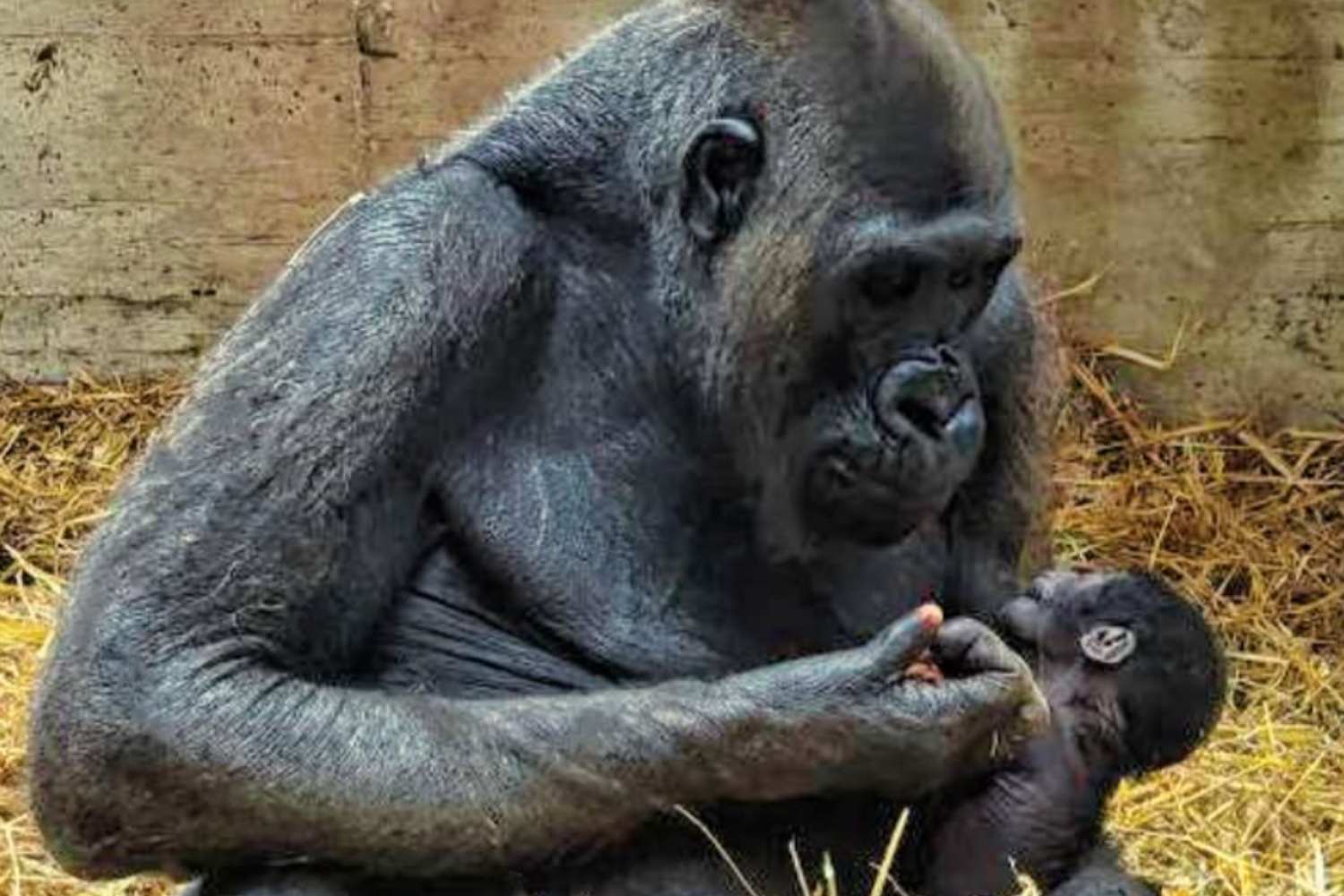 Cucciolo gorilla Fasano