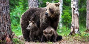 Romania authorizes the killing of almost 900 brown bears to contain their expansion