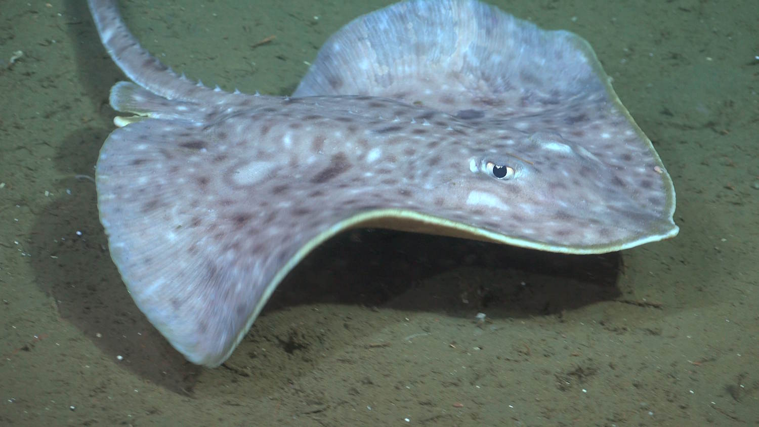 New species of Argentina canyon