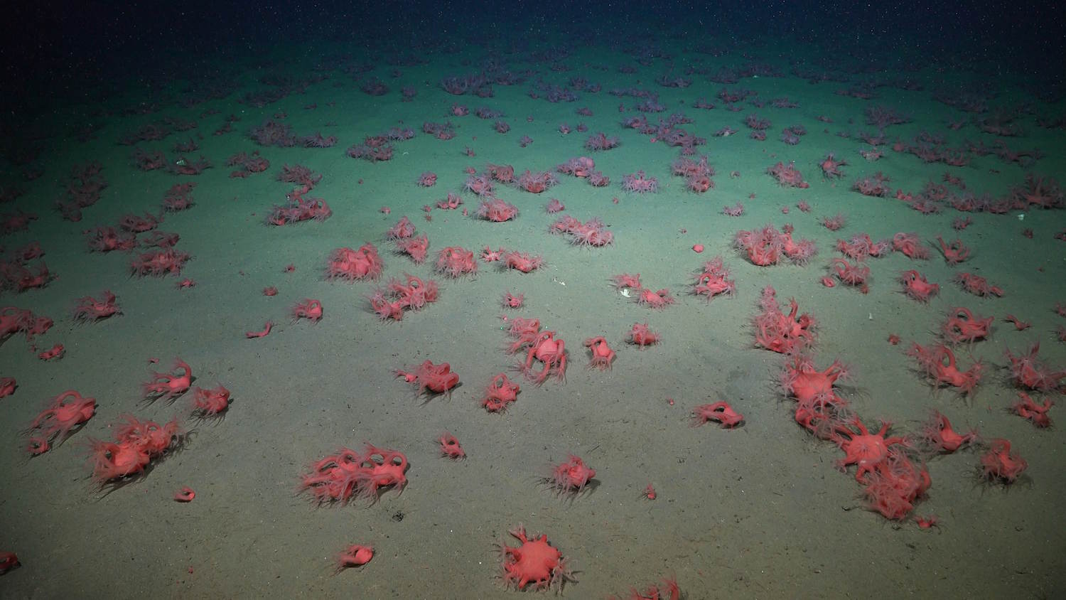 New species of Argentina canyon