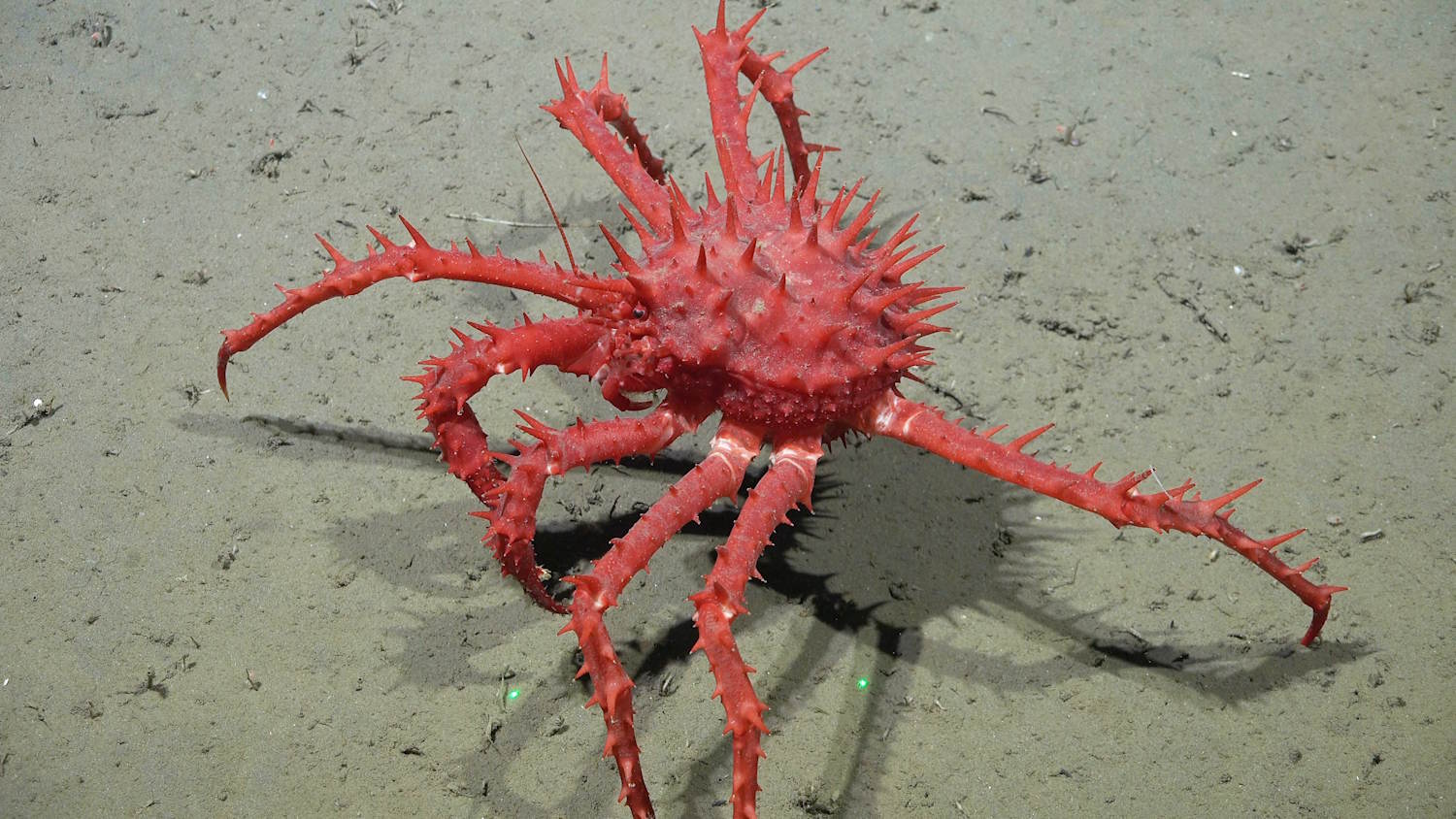New species of Argentina canyon