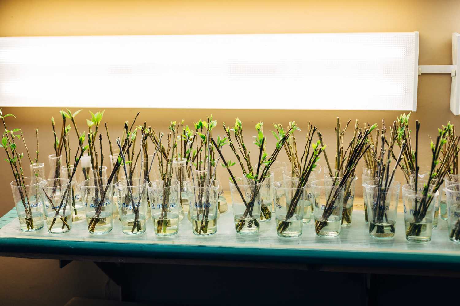 chemical hormones for cuttings