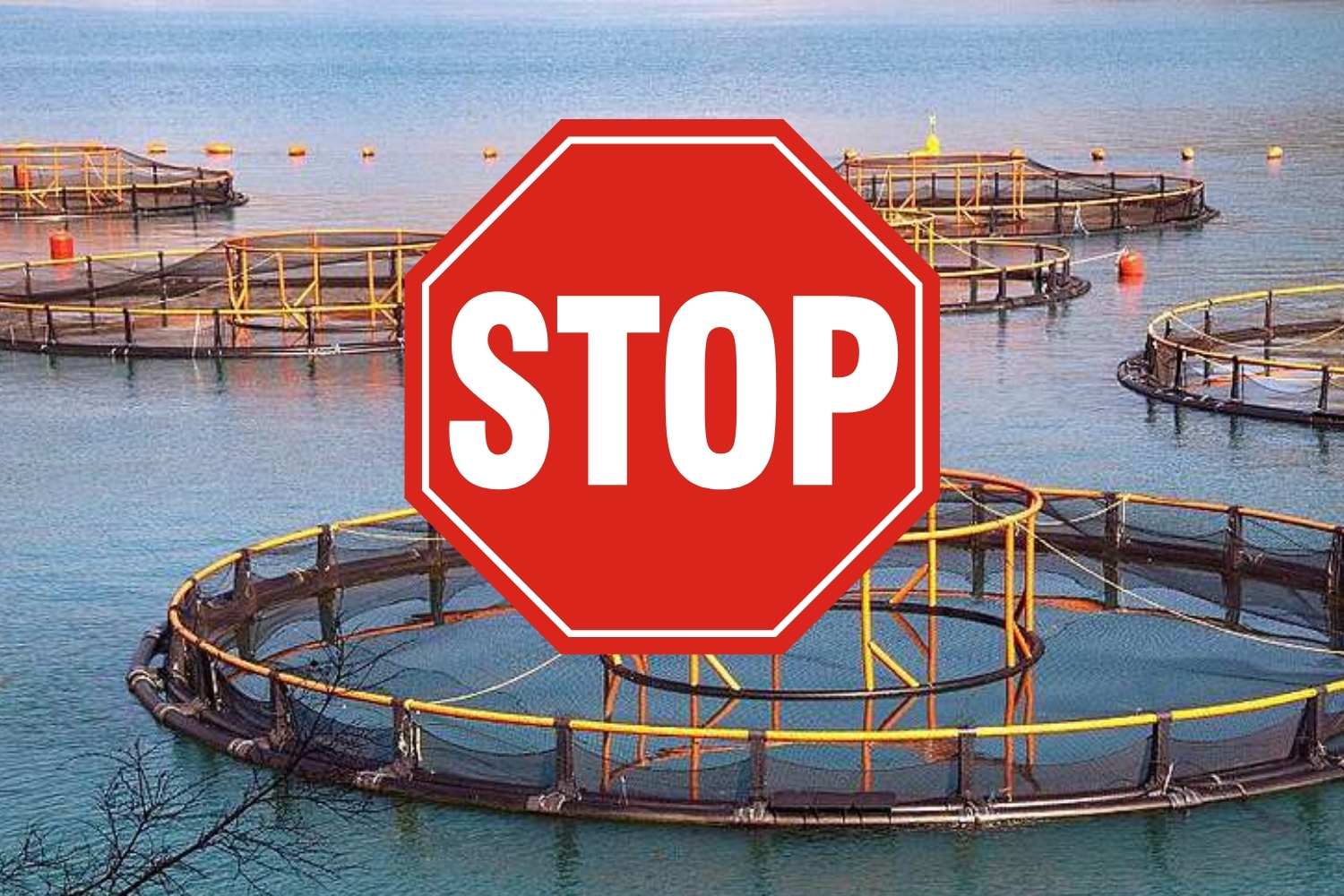 stop allevamento tonno rosso