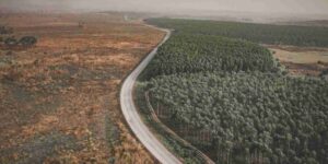 Amazon, deforestation collapses to historic lows: -36% in just one year (and Lula aims to eliminate it)