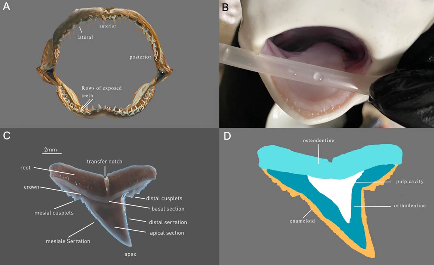 teeth Sharks Damage climate change