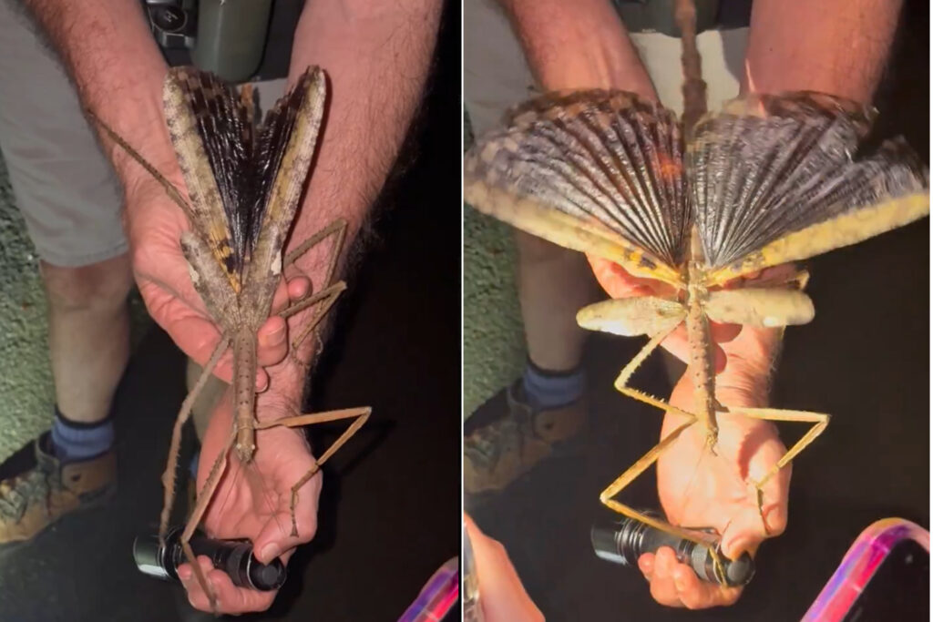 Discovered a huge species of sticker insect never seen before: its ...