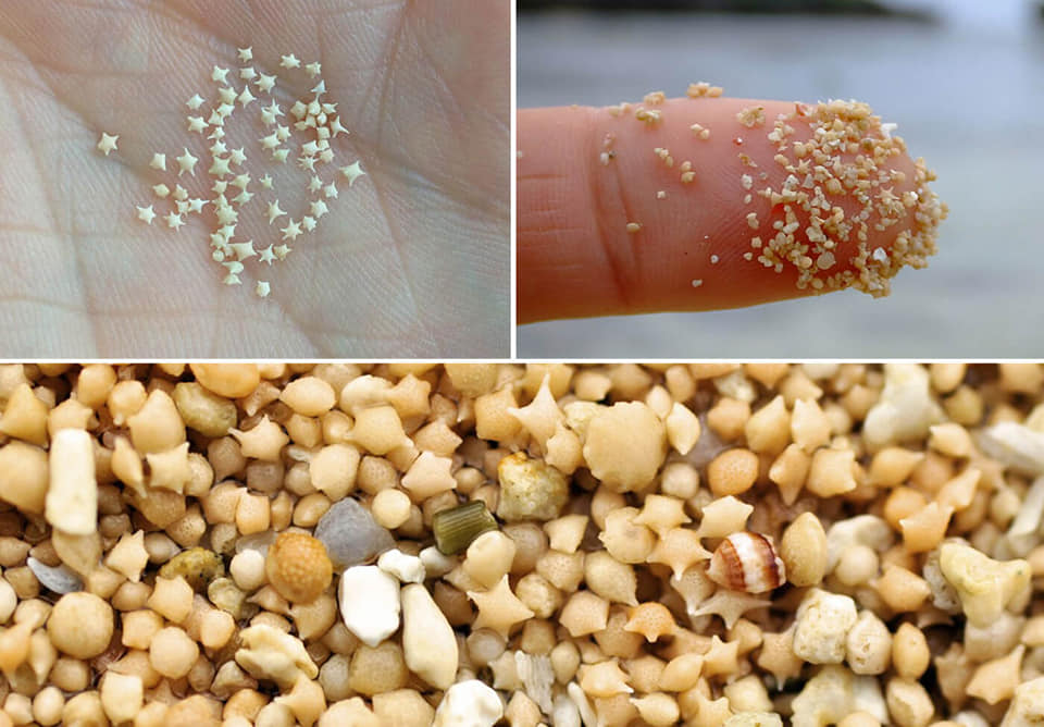 The Japanese beach where sand has the shape of stars: it seems to have come out of a dream