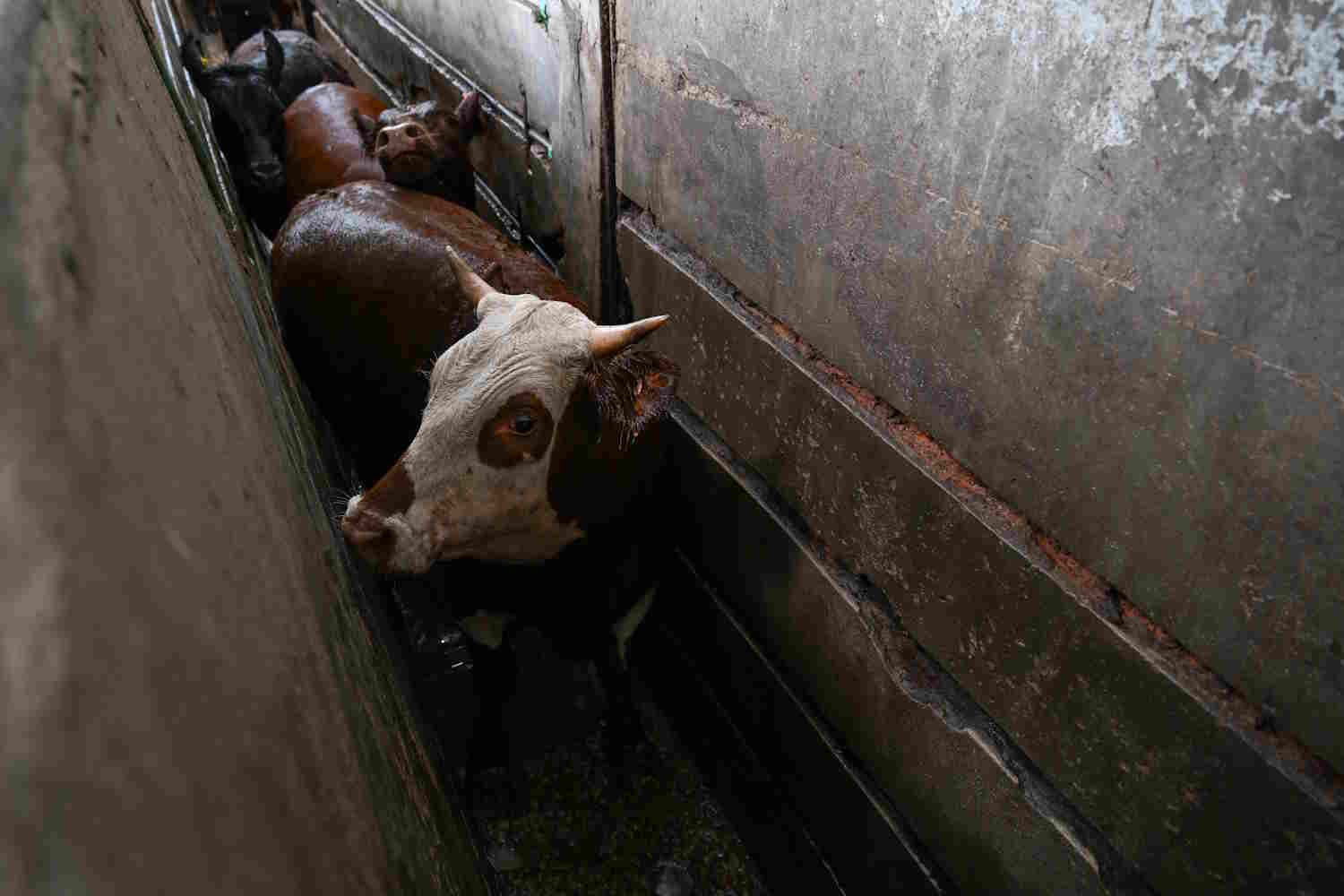 Carne Argentina macelli