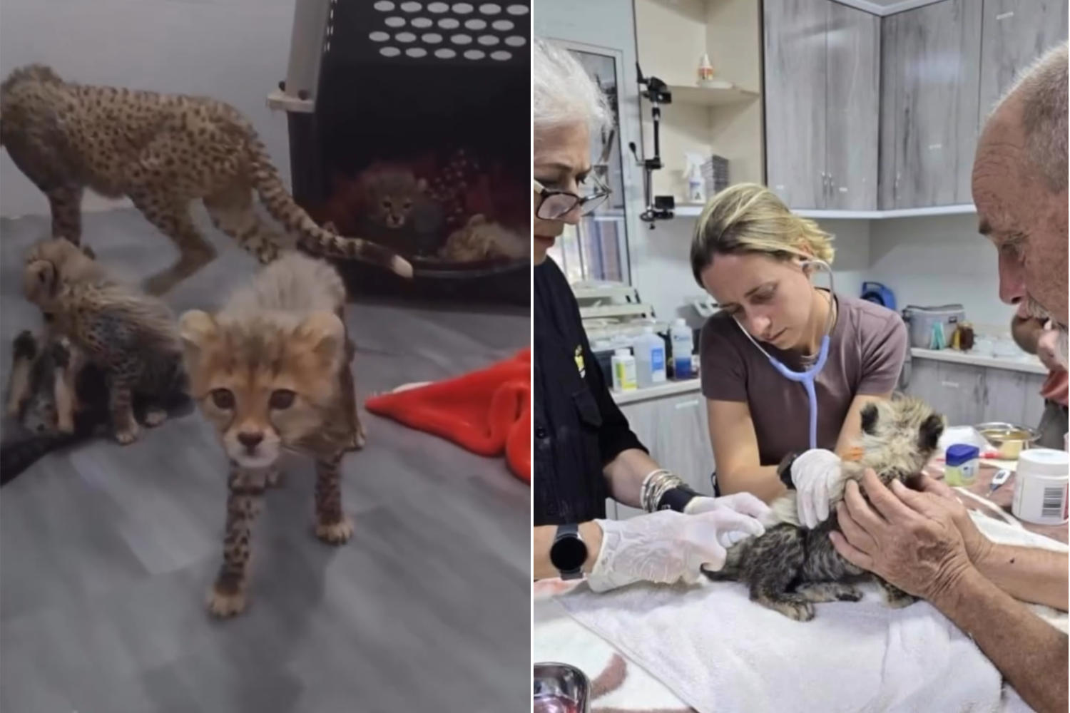 Cuccioli di ghepardo