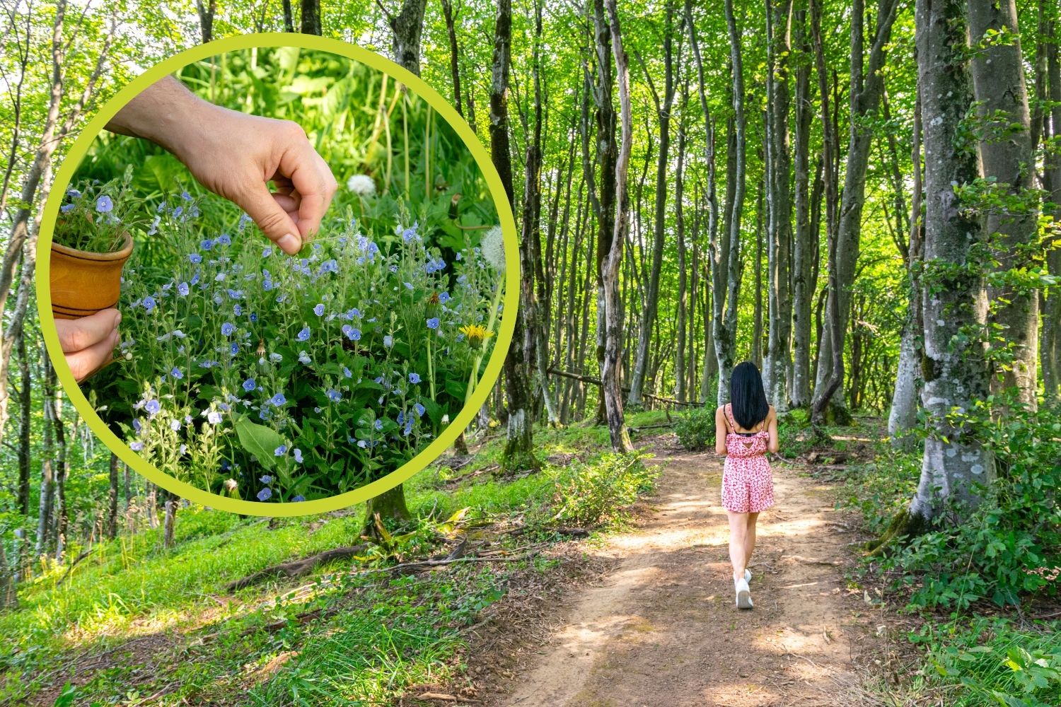 The 10 poisonous plants that you can meet during a walk