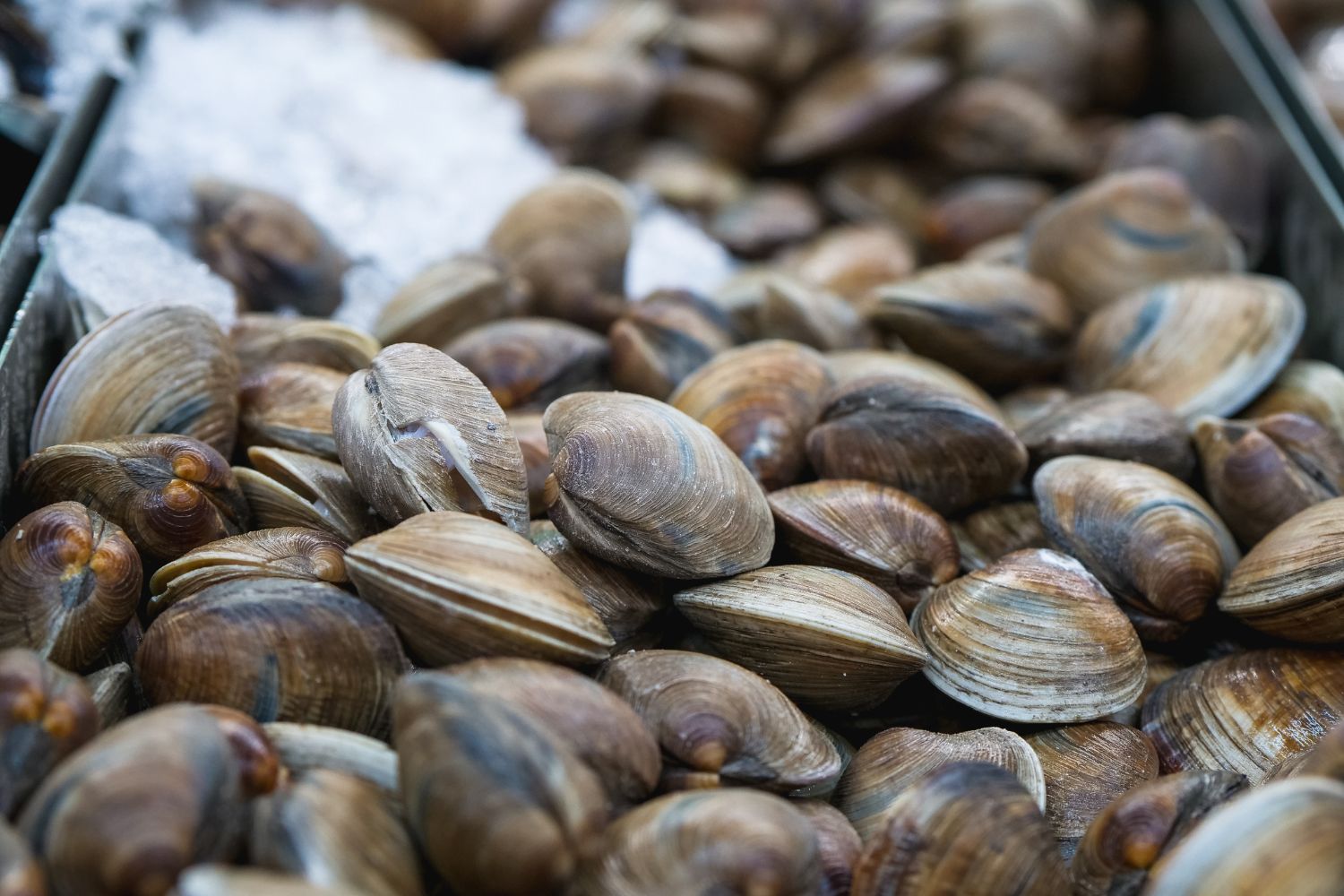 Not only blue crab, the last disaster in the Adriatic Sea is the death of the clams