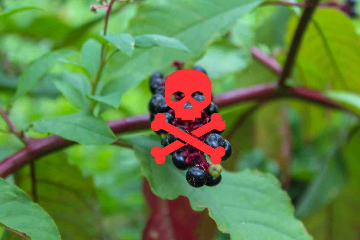 bacche velenose