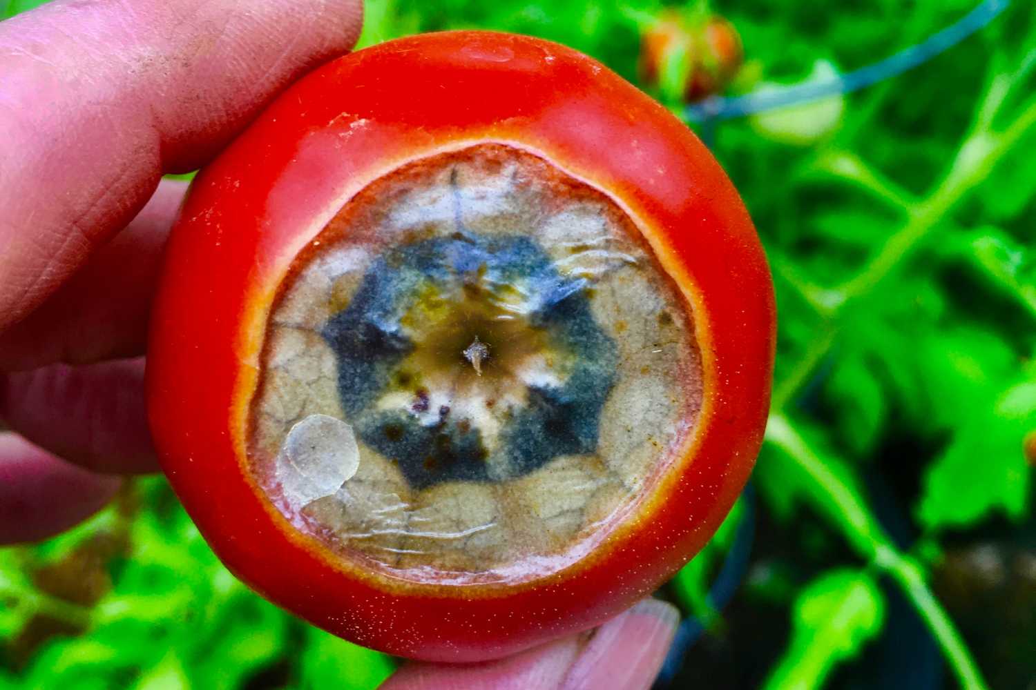 Pomodoro a apical rot 3