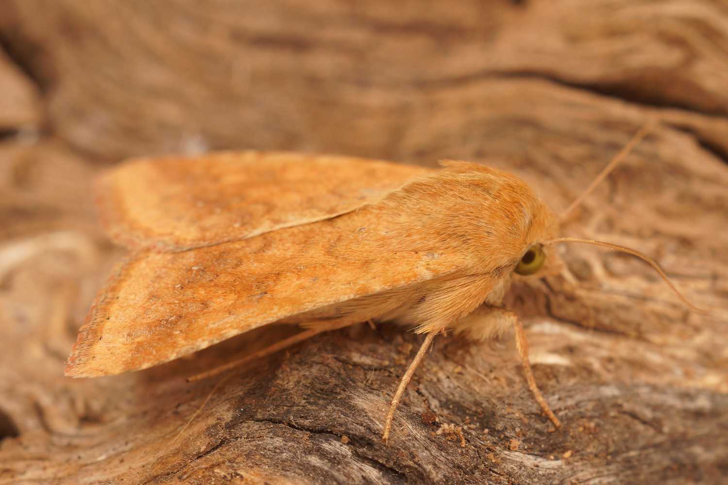 Helicoverpa armigera