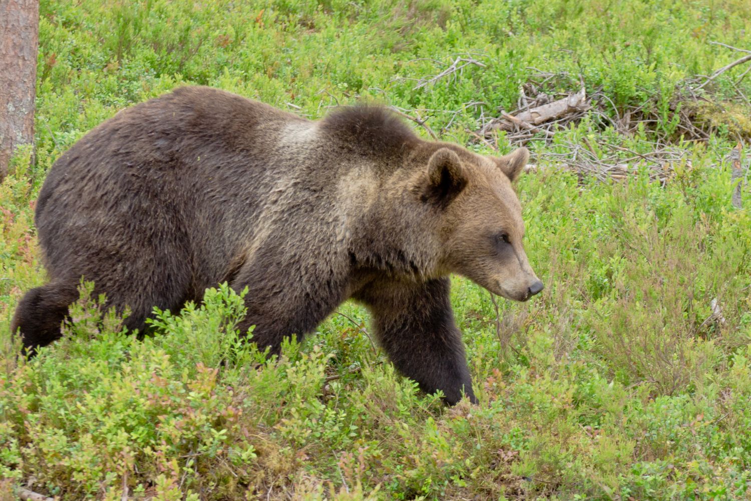orso