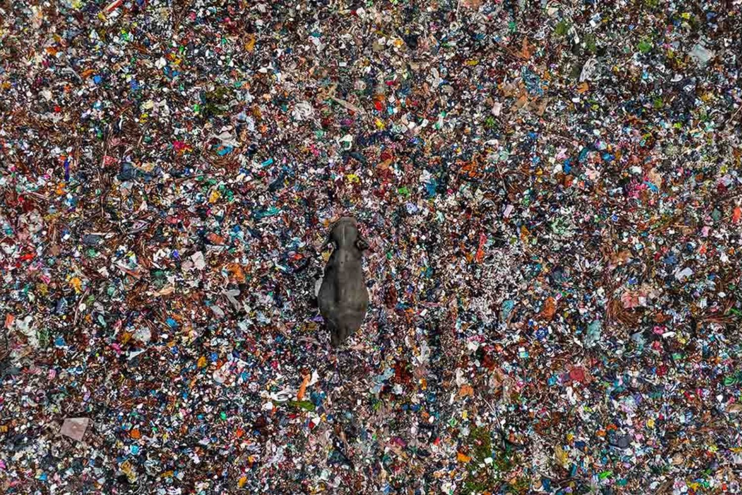 Toxic Tip di Lakshitha Karunarathna