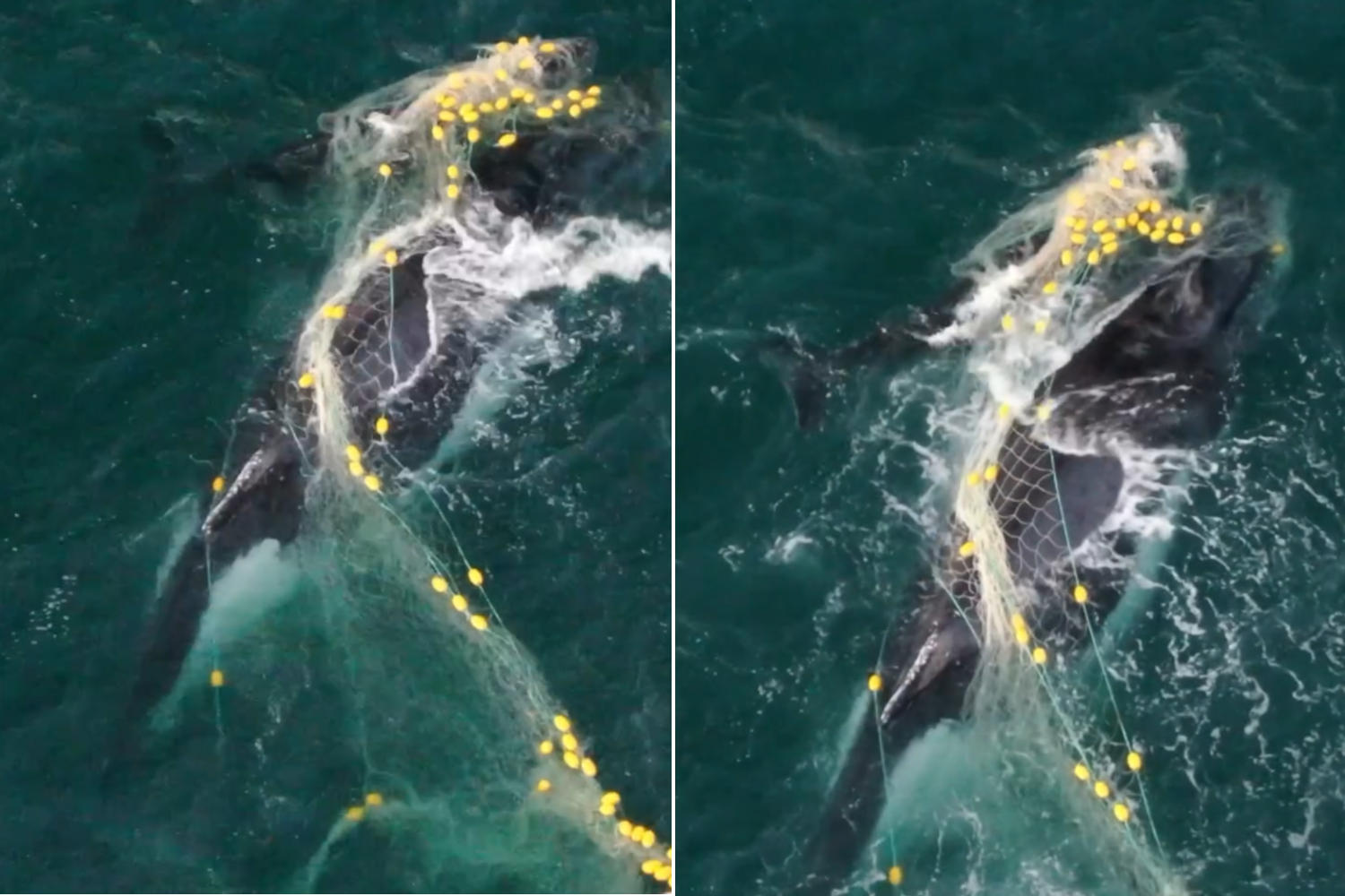 Balena impigliata rete