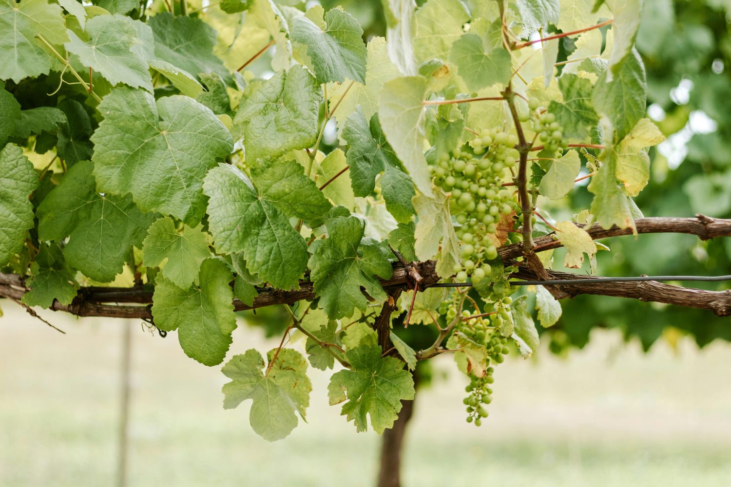 foglie vite usi alternativi