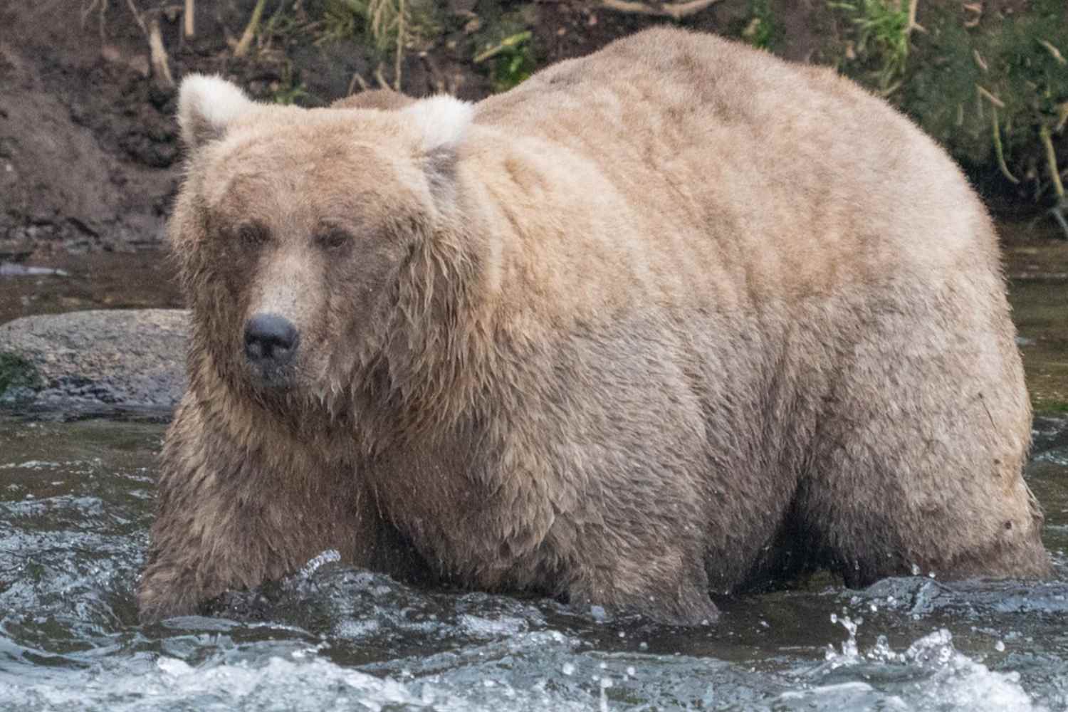 Orso grasso