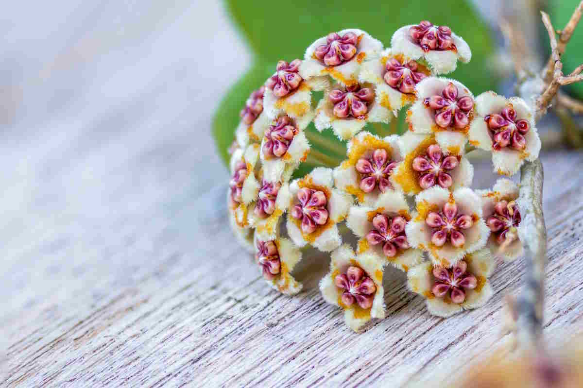 Hoya Kerrii flower