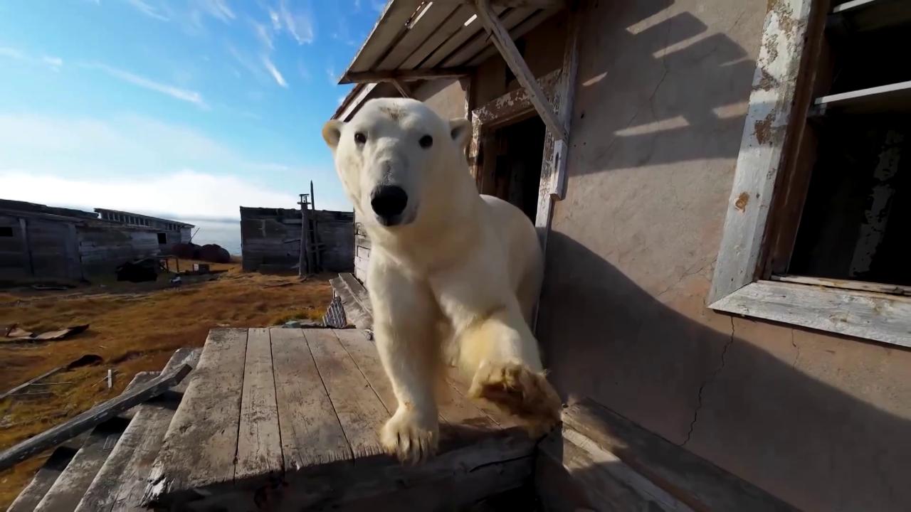 Polar Bears take refuge in an abandoned Soviet weather station: the images taken from the drone in the Arctic