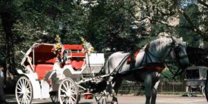 New York is ready to say goodbye to horse-drawn carriages in Central Park (thanks to the support of Mayor Mamdani)
