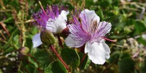 How to multiply capers for free starting from a single plant