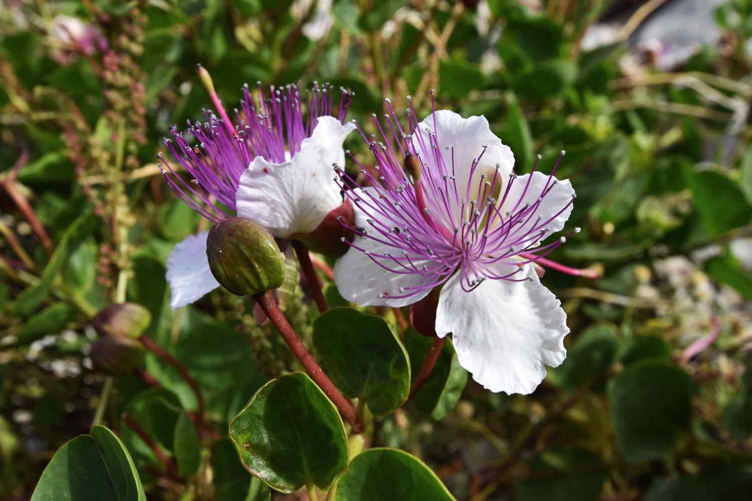 fiore di cappero